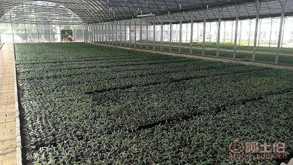 【陜西千紅種苗杯苗容器苗供應