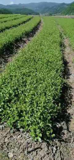 [蒼術種苗批發(fā)]陜西商洛鎮(zhèn)安縣蒼術種苗 0.25元/棵【精品】蒼 _ 一畝田