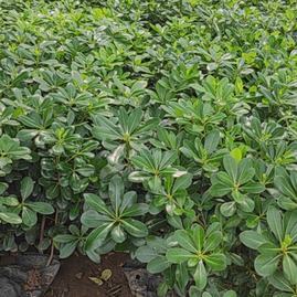 陜西咸陽楊陵區(qū)黃楊苗、黃刺梅種苗、金森女貞杯苗、石楠苗、海桐苗張澤民種植基地_地址_產地貨源