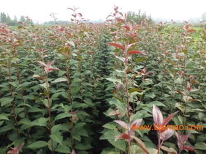 櫻桃樹(shù)苗批發(fā)&ndash;櫻桃樹(shù)苗廠家&ndash;櫻桃樹(shù)苗供應(yīng)商