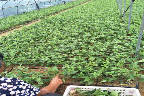 【陜西矮化吉塞拉6號砧木苗批發】-