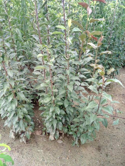 陜西嫁接梨樹苗占地梨樹現挖現賣