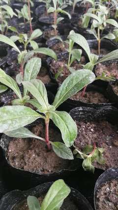 陜西地區(qū)供應(yīng)醉蝶花杯苗種苗容器苗觀賞草花