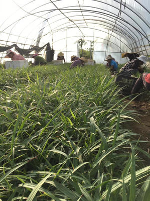 [白芨種苗批發(fā)]陜西漢中漢臺(tái)區(qū)白芨種苗 0.30元/棵白芨種苗基 _ 一畝田