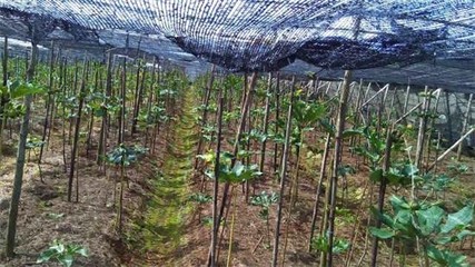 重磅分析:重樓即將突破千元大關(guān)!