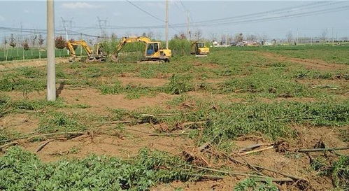 借公章 陜西 7萬株樹苗 被強(qiáng)毀,當(dāng)?shù)?10年僅給2200元承包費(fèi)