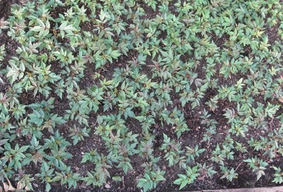 陜西苗木基地-陜西香椿樹苗供應|出售香椿樹苗|香椿樹苗價格 -陜西厚樸苗價格|陜西櫻桃苗價格|陜西獼猴桃苗 產品展示(陜西苗木基地、陜西種苗供應商、陜西苗木批發)-金泉網