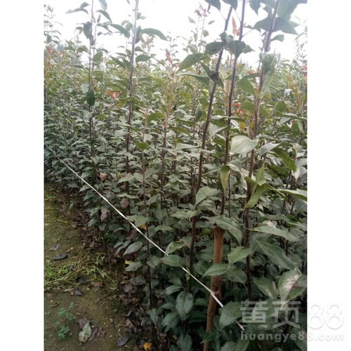 【玉露香梨樹苗什么價注意事項1公分梨樹苗價格、】- 