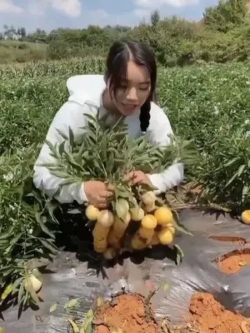 人參果樹苗 三農 優(yōu)質農產品