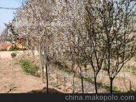 紅葉樹苗供應商,價格,紅葉樹苗批發(fā)市場 