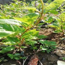 【青藤農業(yè) 獼猴桃種苗果大味甜 陜西獼猴桃苗 常年供應圖片】青藤農業(yè) 獼猴桃種苗果大味甜 陜西獼猴桃苗 常年供應