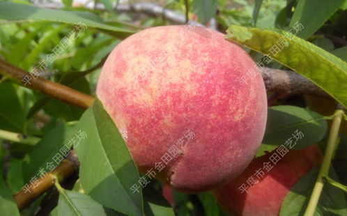 【陜西桃樹苗種苗價格】-