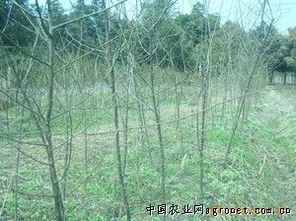 永祥烏梅加工廠