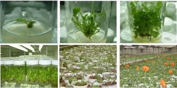 農業(yè)革命新技術 脫毒育苗技術 脫毒種苗繁育工廠