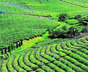 陜西主要農作物良種覆蓋率超九成五