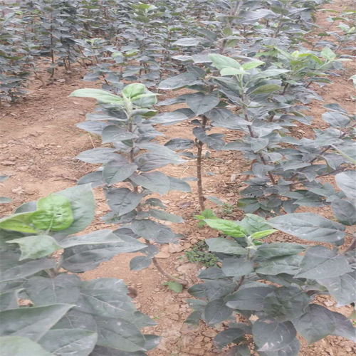 【紅嘎啦蘋果樹苗基地才賣多少錢、紅嘎啦蘋果樹苗2018年新報價】- 