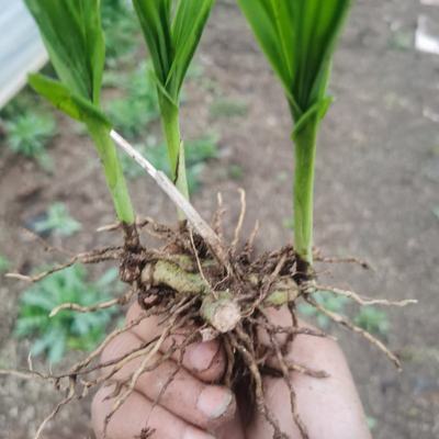 [白芨種苗批發(fā)]陜西商洛商州區(qū)白芨種苗 0.50元/棵自產(chǎn)自銷, _ 一畝田