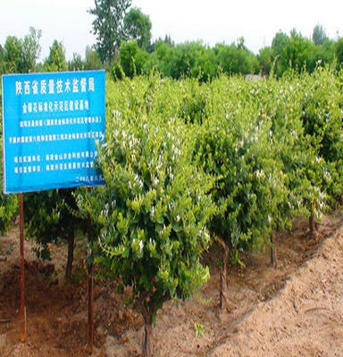 「喬木」陜西金花3號育苗基地金銀花種苗供應(yīng)