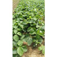 【陜西綠色草莓苗品種培育基地,甜查理草莓種苗價(jià)格,牛奶草莓價(jià)格圖片】陜西綠色草莓苗品種培育基地,甜查理草莓種苗價(jià)格,牛奶草莓價(jià)格 - 泰安開發(fā)區(qū)惠民園藝中心