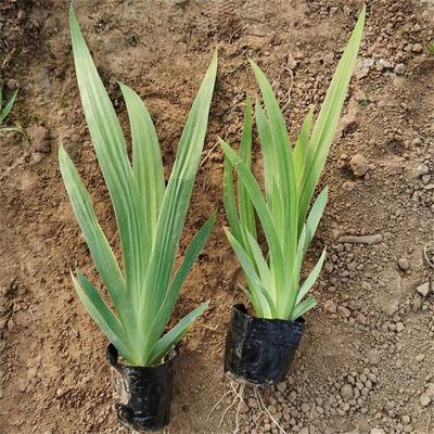 陜西宿根花卉基地批發(fā)鳶尾種苗-承玉花卉