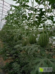 2020西瓜種子價格行情走勢 中國西瓜種子網(wǎng)