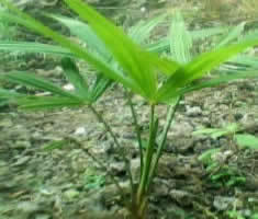 耐寒棕樹苗價格_耐寒棕樹苗_陜西商洛市耐寒棕樹苗生產供應商_花卉種子、種苗盡在搜了網