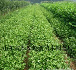 陜西花椒苗 大棚香椿苗 大紅袍花椒種苗 陜西優質花椒樹苗木