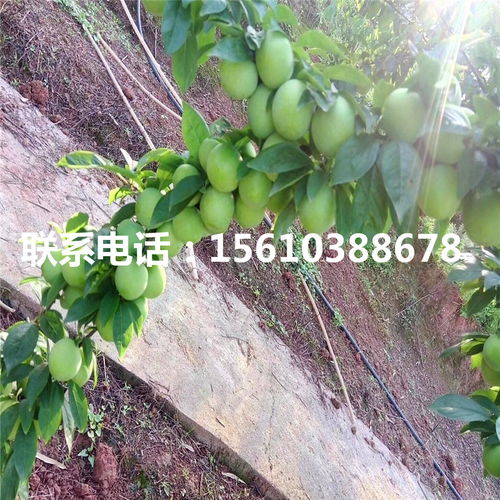 【嫁接李子苗、嫁接李子苗批發價格】- 