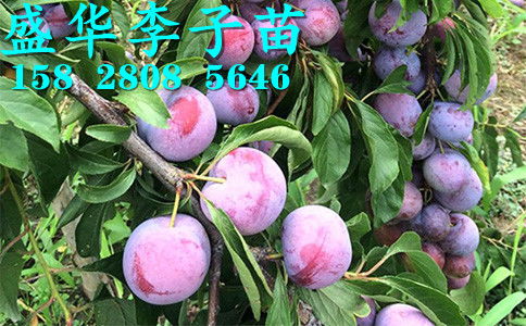 【秦地陜西脆紅李苗基地直銷,漢中安康商洛、寶雞西安渭南脆紅李樹苗價格廠家報價。】-