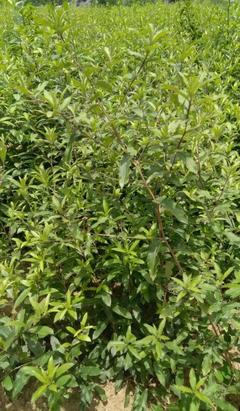 [蒼術種苗批發(fā)]陜西商洛鎮(zhèn)安縣蒼術種苗 0.60元/棵秦嶺地區(qū)半 _ 一畝田