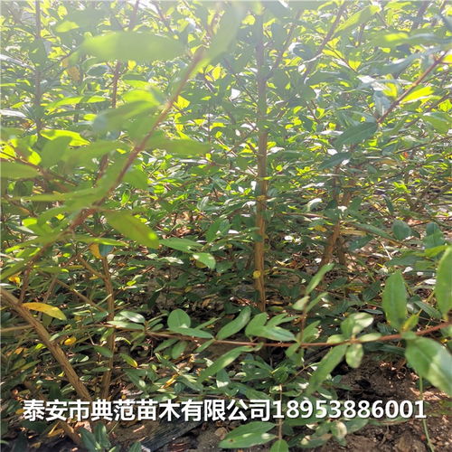 石榴樹苗多少錢 石榴苗產地直銷