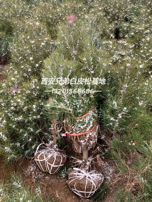 有收白皮松樹(shù)苗的嗎 銅川