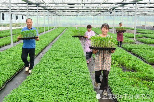 四川都江堰這位老板到陜西寧強(qiáng)帶動(dòng)農(nóng)戶種菜鼓起 錢袋子