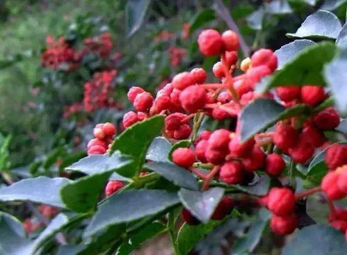 陜西10條線路入選全國鄉(xiāng)村旅游學(xué)習(xí)體驗線路