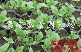 【陜西龍藏紅獼猴桃樹苗種植基地】-