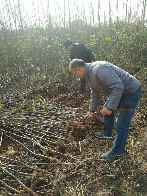 【紅香酥梨樹苗哪里便宜陜西紅香酥梨樹苗批發(fā)價格】-
