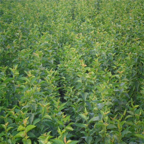 【俄羅斯八號櫻桃苗哪里購買、俄羅斯八號櫻桃苗新品種】- 