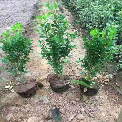 陜西西安出售小葉黃楊 周至高三黃楊營養(yǎng)杯樹苗批發(fā) 陜西綠森園藝苗圃價格 中國供應(yīng)商