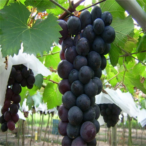 【1米高狀元紅葡萄苗狀元紅葡萄樹苗產(chǎn)品展示】- 