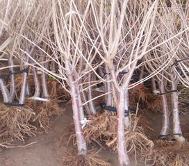 陜西安塞萬農(nóng) 1 3年生樹苗 早熟品種 不裂果 具體價(jià)格面議