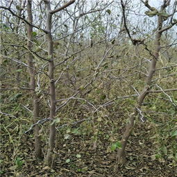 【棗樹實(shí)生苗苗木】-