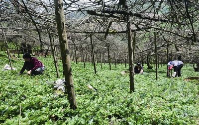 陜西省西安市價(jià)值高的中藥材種植基地