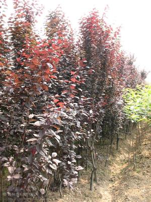 【種子種苗】_陜西咸陽市種子種苗價(jià)格_種子種苗批發(fā)_陜西咸陽市種子種苗供應(yīng)商-搜了網(wǎng)