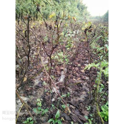 陜西西安陜西葡萄苗 占地苗 便宜的樹苗 陜西果樹苗 戶太八號(hào)葡萄苗價(jià)格 中國供應(yīng)商