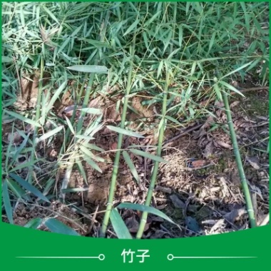 陜西竹子種苗批發 觀賞竹子苗 盆栽竹子苗 庭院景觀竹子 園林竹子苗
