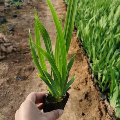 陜西宿根花卉基地批發鳶尾種苗-承玉花卉