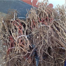 饒陽縣昊營水果廠