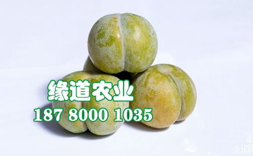 【陜西蜂糖李子樹苗批發、2公分蜂糖李子苗報價】- 