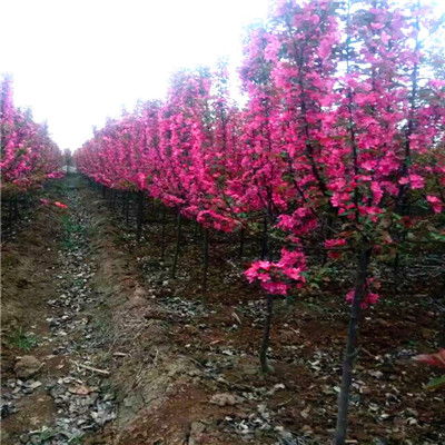 撥打 陜西北美海棠樹苗 周至楊凌苗圃基地 裕盛裕森苗圃