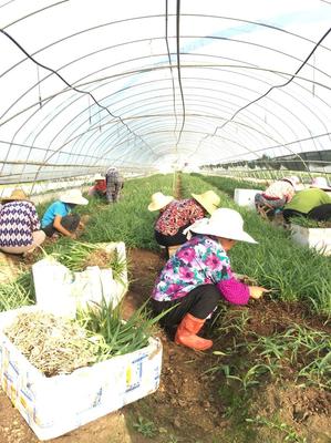 [白芨種苗批發(fā)]陜西漢中漢臺區(qū)白芨種苗 0.60元/棵白芨種苗基 _ 一畝田